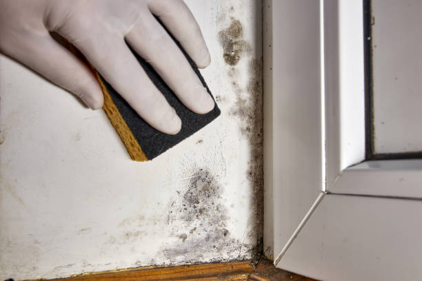 Best Mold Damage Restoration  in Fayetteville, AL